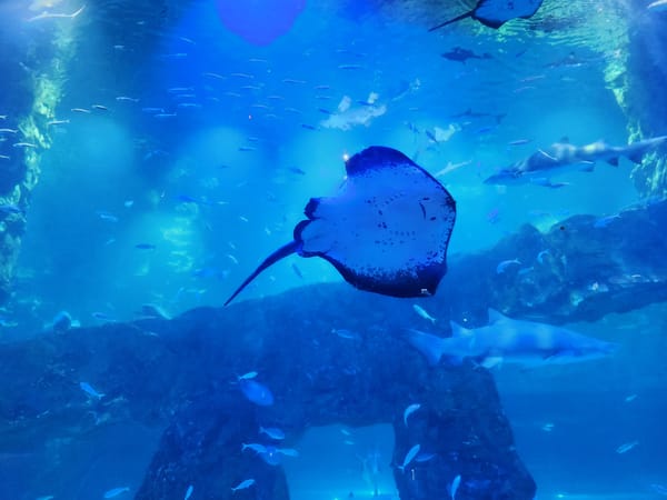 롯데월드 아쿠아리움